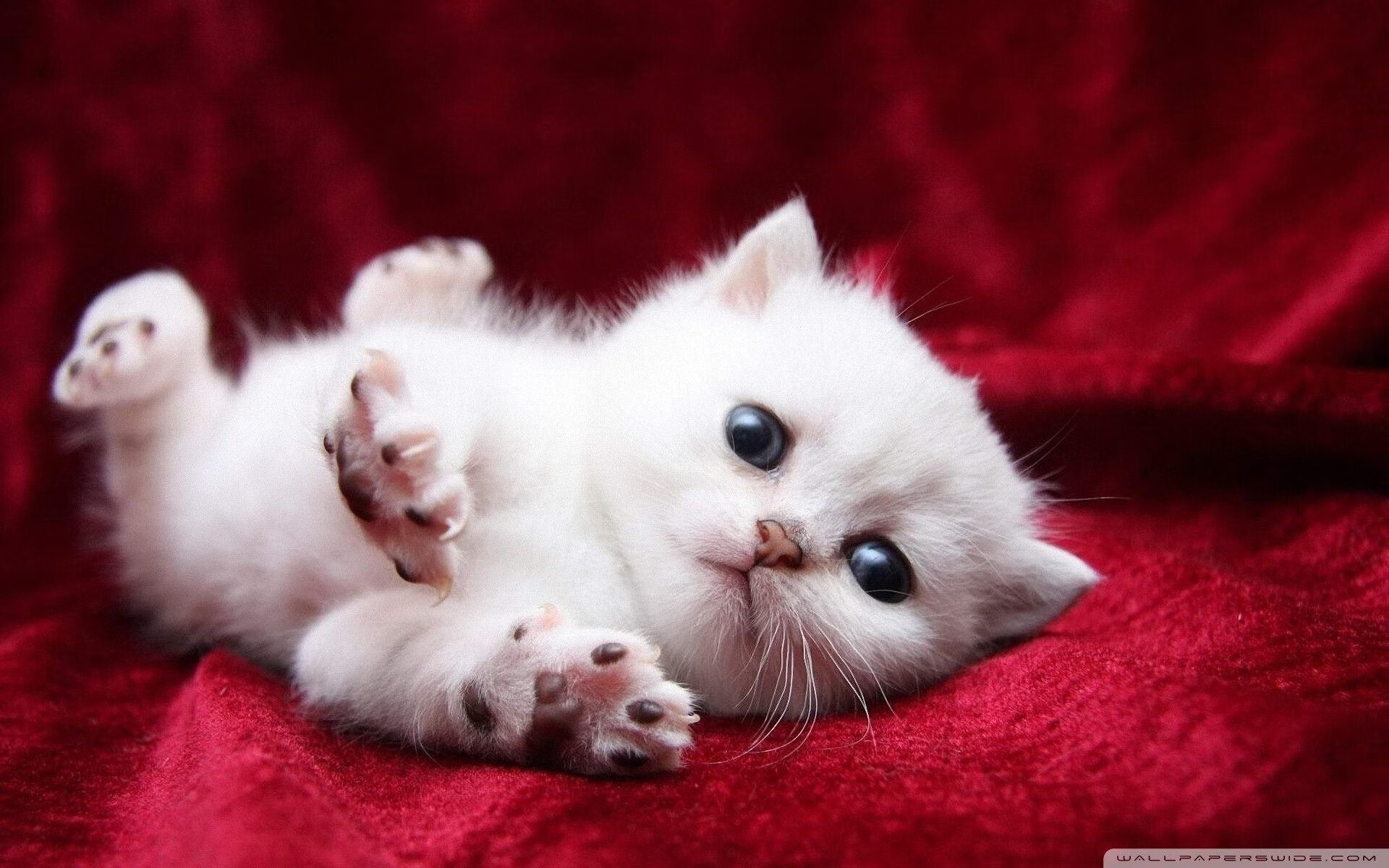 跨界传奇，篮球巨星伦纳德意外成为德甲争冠战之夜全场焦点